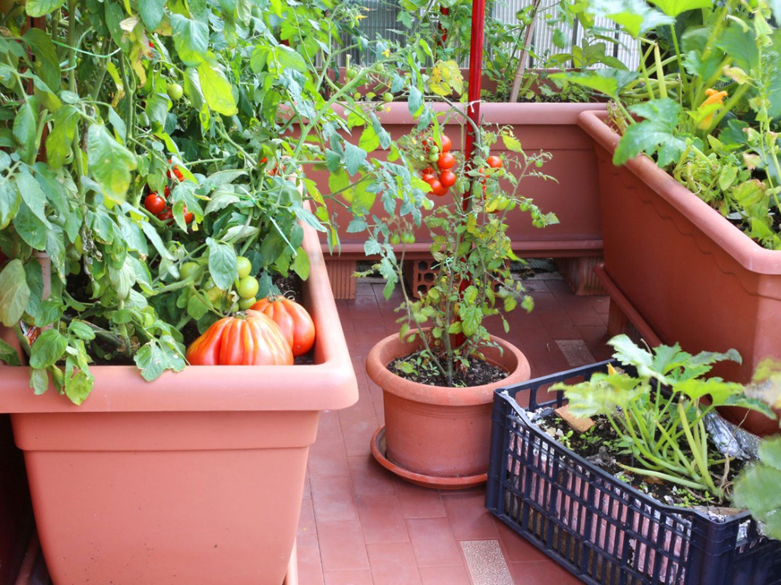Plantes de jardin de cuisine dans des pots