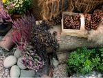 Natural Material Garden With Pinecones  Plants  Rocks