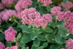 Pink Flowered Plant