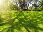 Large Trees Making Shade Patterns On Green Lawn