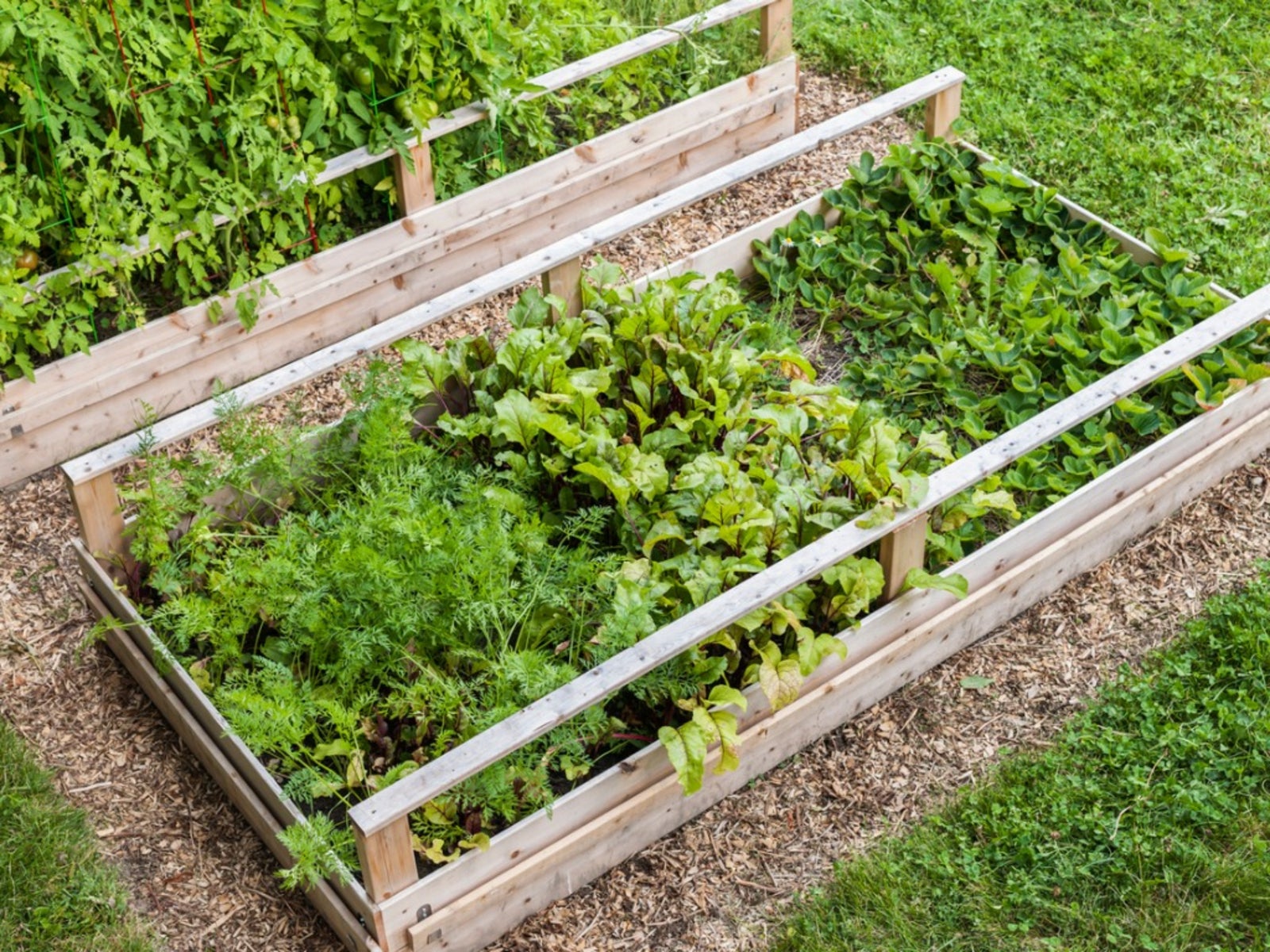 Planting veggies in a raised garden bed