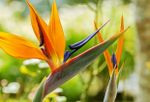 Multicolored Bird Of Paradise Plant