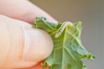 Fingers Holding A Piece Of Cabbage With A Cabbageworm