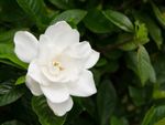 White Flower On A Gardenia Shrub