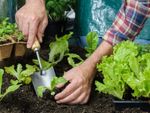 Gardener Transplanting Seedlings Into The Garden