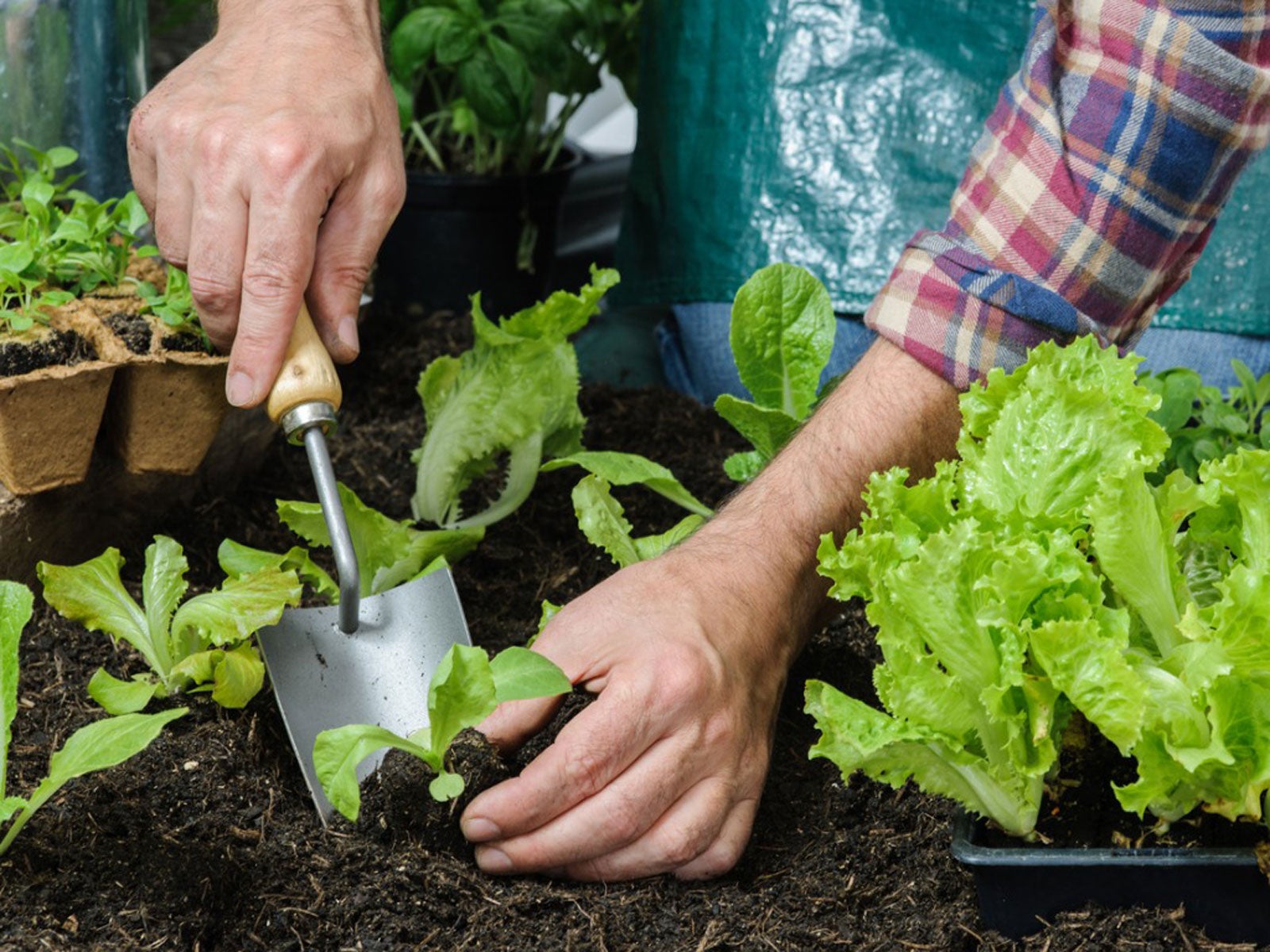 Hoe plant overzetten van pot naar tuin?
