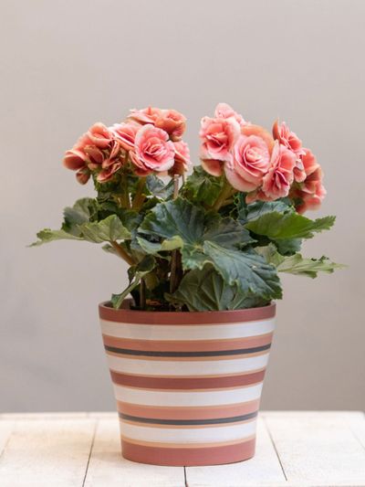 Potted Begonias House Plant