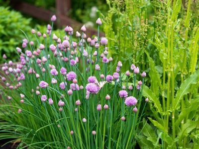 Purple Chives And Green Plants In A Garden