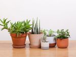 indoor cacti succulents