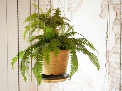 Indoor Hanging Fern Plant