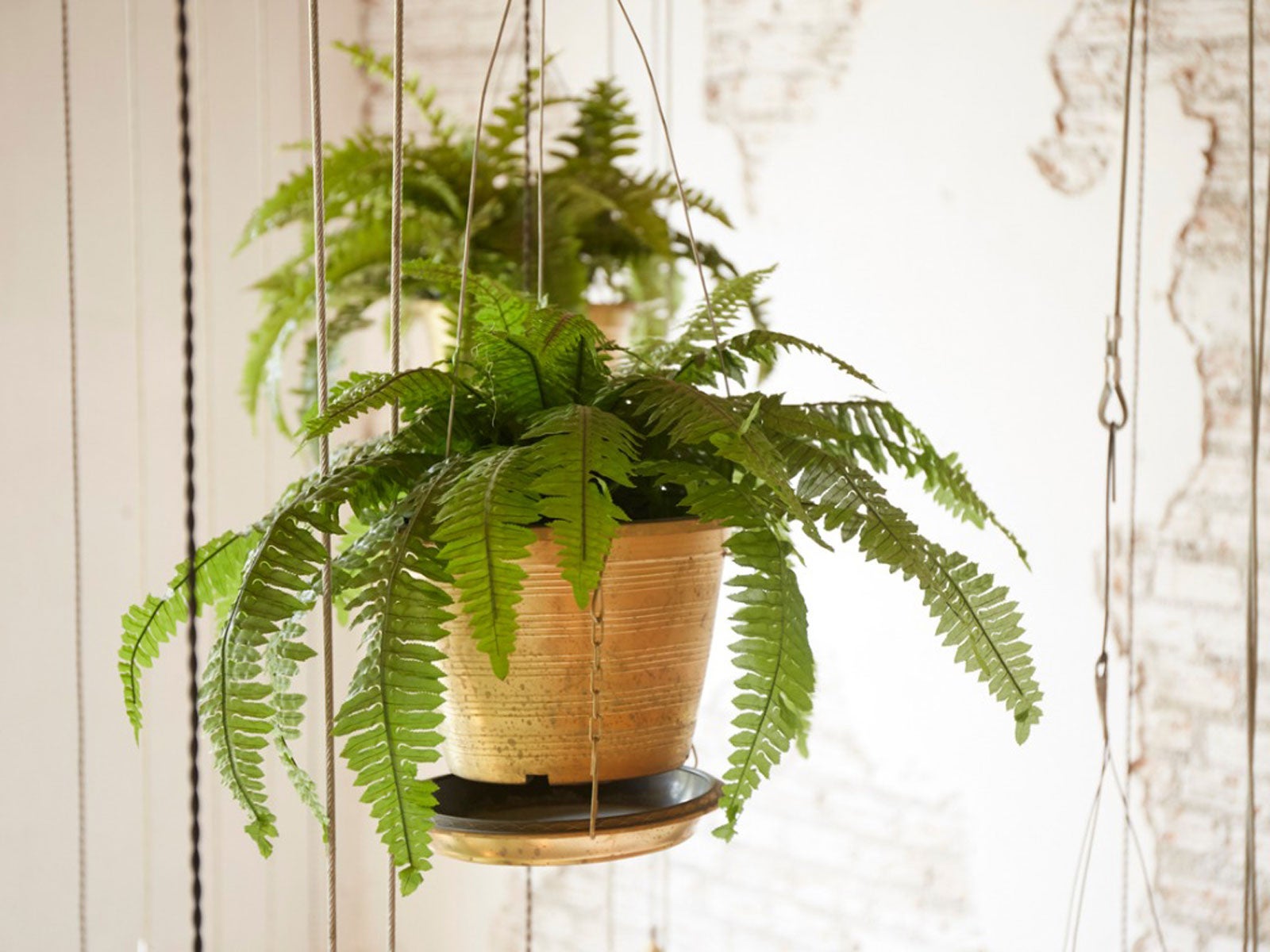 How To Care For Fern Plants In The Home