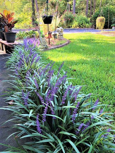 How To Use Monkey Grass Groundcover For, Ground Cover Landscaping