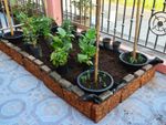 No-Dig Raised Garden Bed Full Of Vegetable Plants