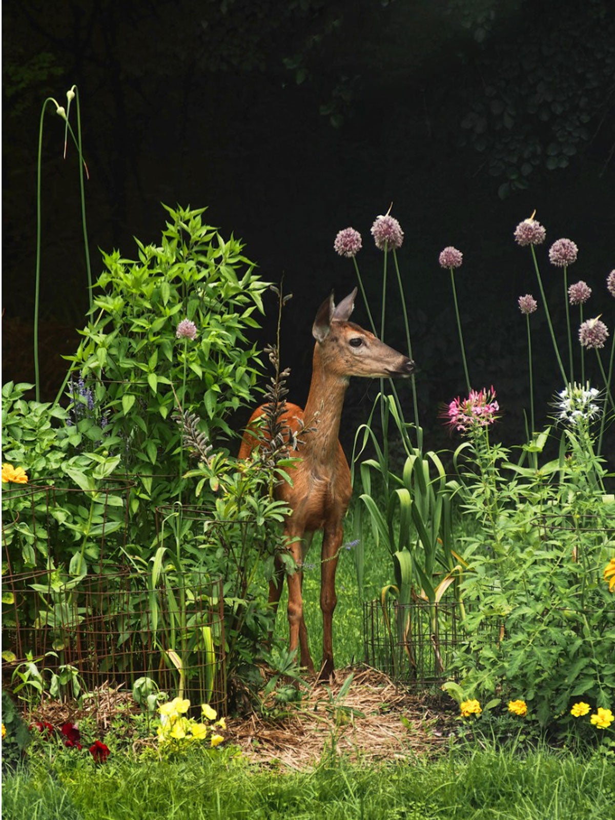 Deterring Wildlife Pests - Camouflaging Gardens To Keep Out Animals