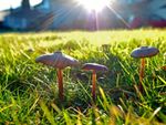 Three Mushrooms Growing On Lawn