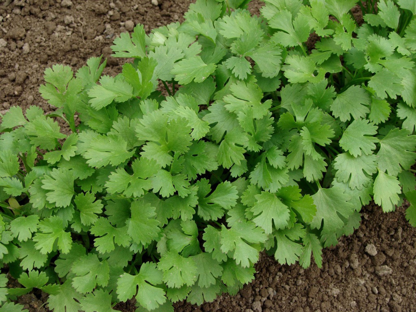 Tips For Growing Cilantro In The Garden,Getting Rid Of Ants In Kitchen