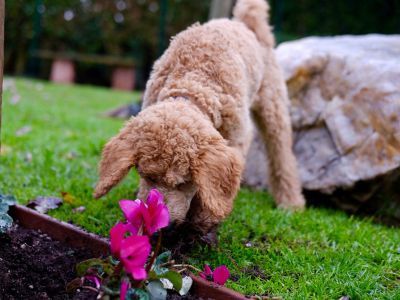 Fluffy Light Brown Dog Sniffing Pink Flowers In A Garden