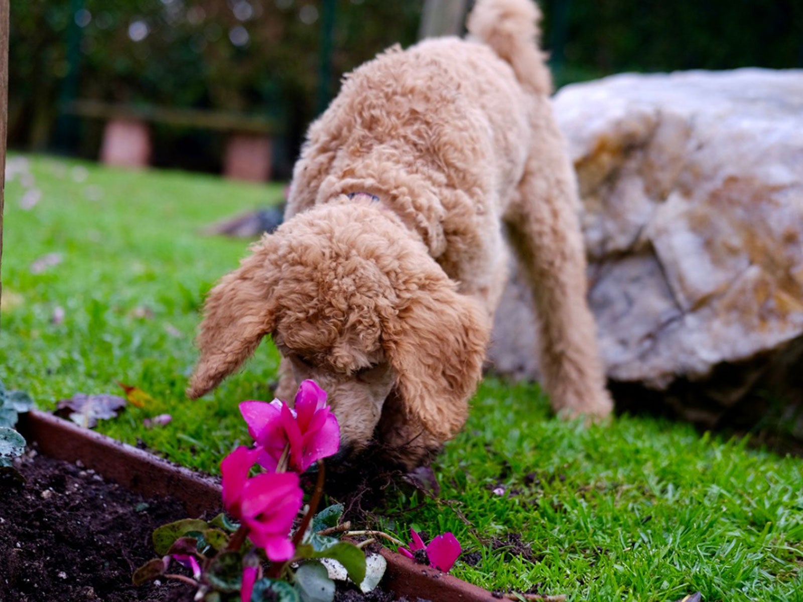 Repellenti naturali per cani per il giardino