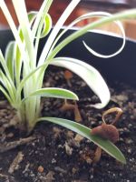 Mushrooms Growing In Potted Houseplant