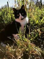 Black And White Cat Sitting In Tall Grass