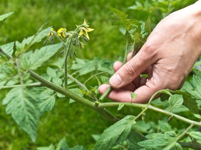 Hand Pruning A Tomato Plant