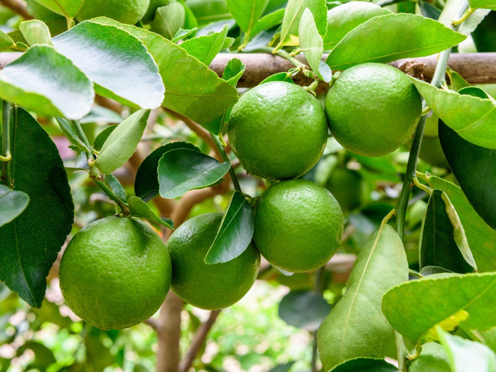 lime tree care - tips for growing lime trees