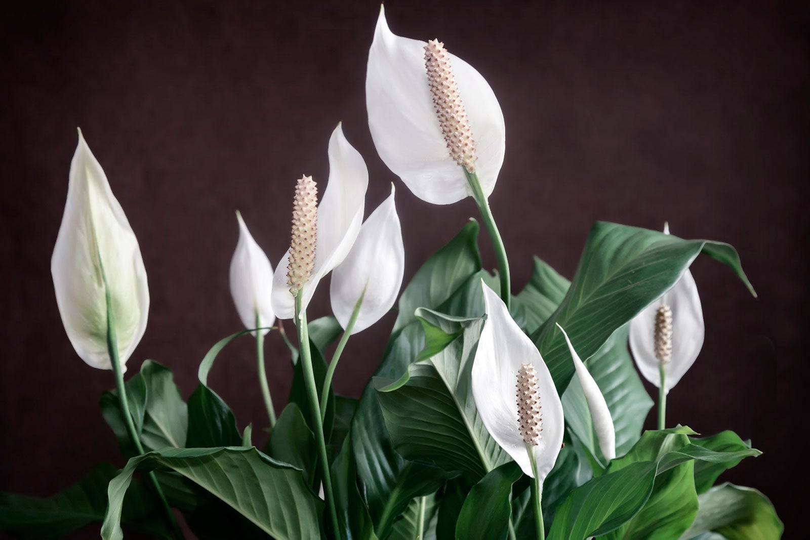 Corresponding to Learner Is Low Light Flowering Houseplants – Houseplants That Bloom With Little Light