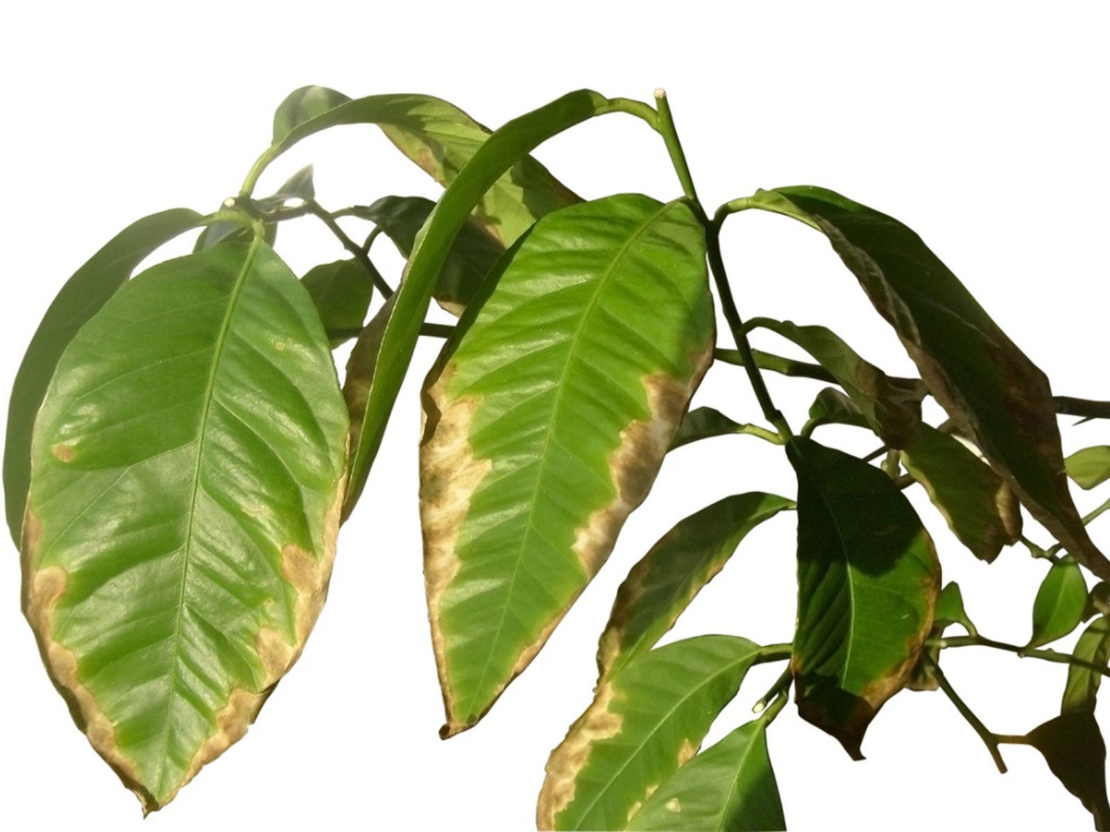 Consejos para el cuidado de las plantas de hojas marrones