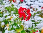 geraniums winter