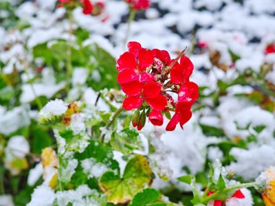 Geranium Plant In The Snow