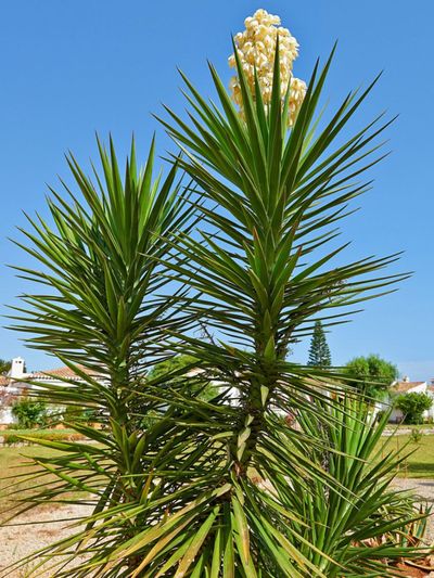 Large Yucca Plants