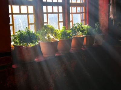 Several Potted Plants On A Windowsill With Light Shining Through