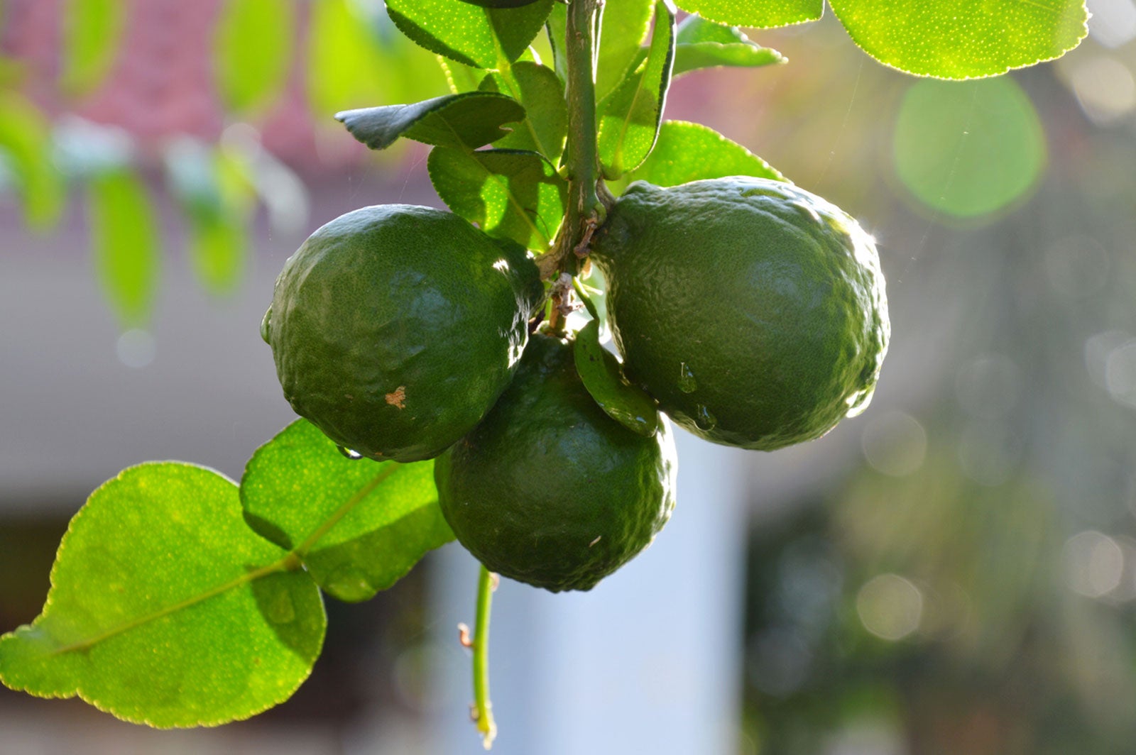 leaves are highly aromatic\u201d Citrus Hystrix-makrut,or magrood Great In Containers KAFFIR LIME Plant SEEDS