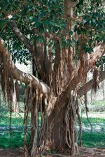 Large Banyan Tree
