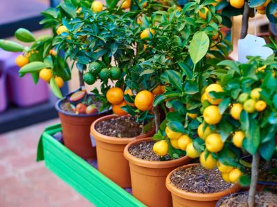 Dwarf Fruit Trees In Containers