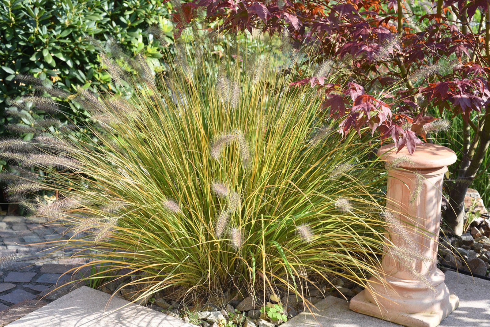 learn how to care for fountain grass plants
