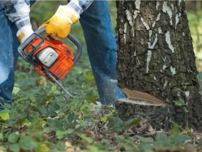 Person Cutting Down Tree With Chainsaw