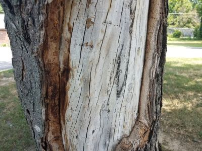 How to Save Tree With Bark Damage 
