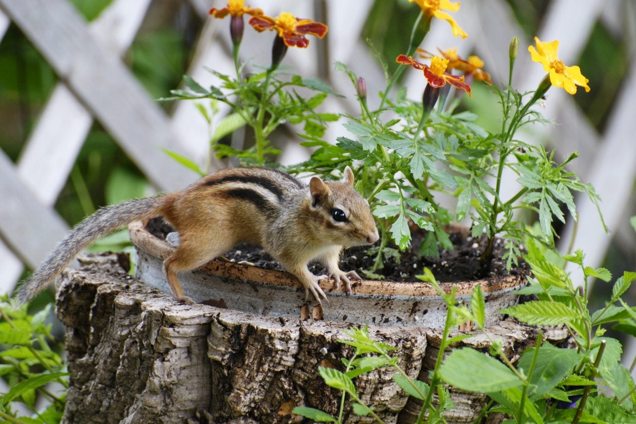Getting Rid Of Chipmunks Tips For Chipmunk Control In Gardens