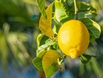 Single Lemon On Tree