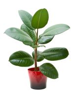 Potted Rubber Tree Plant