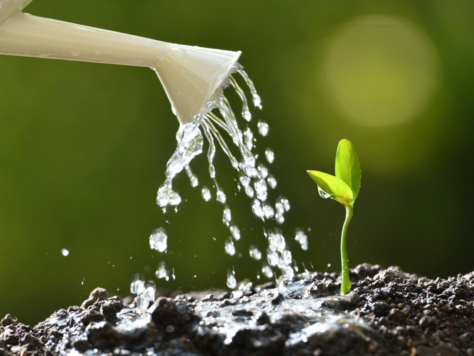 Learn About Water And Plant Growth, How To Water Your Garden