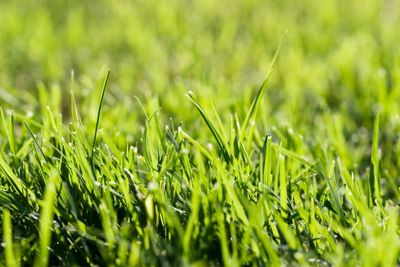 Killing Grass Naturally: How To Get Rid Of Grass Without Chemicals