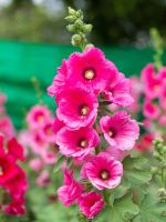 Pink Hollyhock Flowers