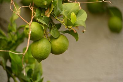 Lime Tree Full Of Limes