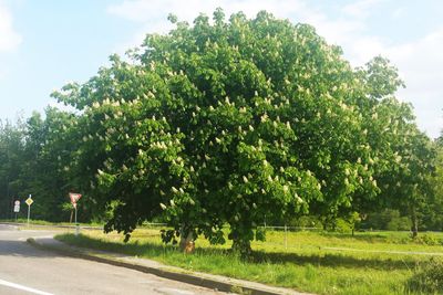 Large Horse Chestnut Tree
