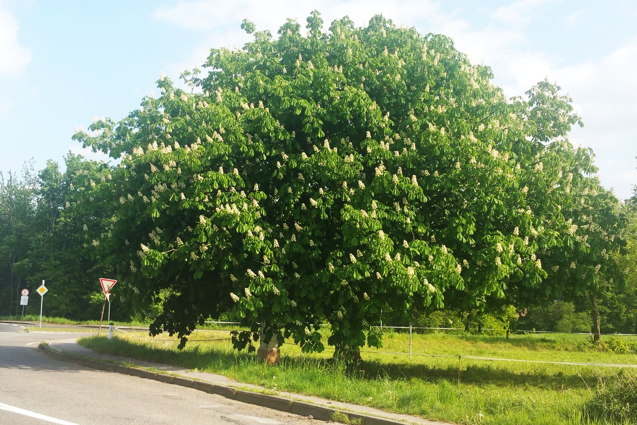 growing horse chestnuts - tips on caring for horse chestnut trees