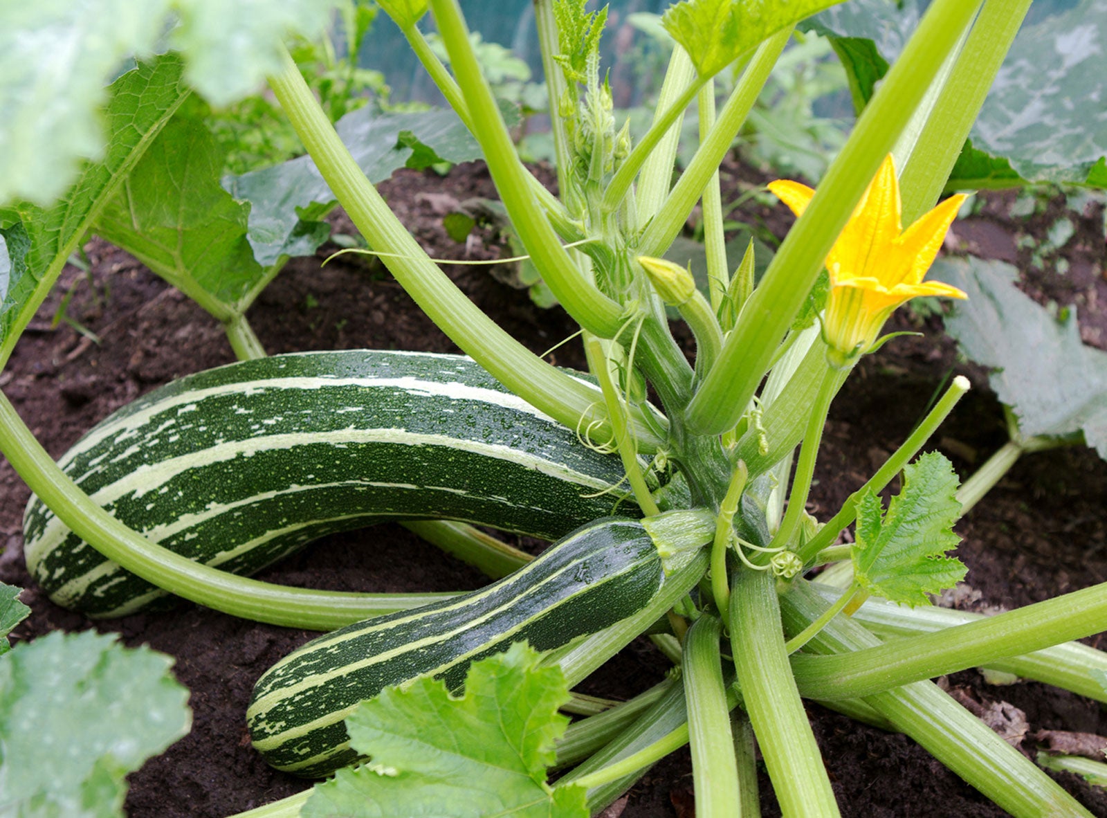 Information About Pruning Zucchini Plants