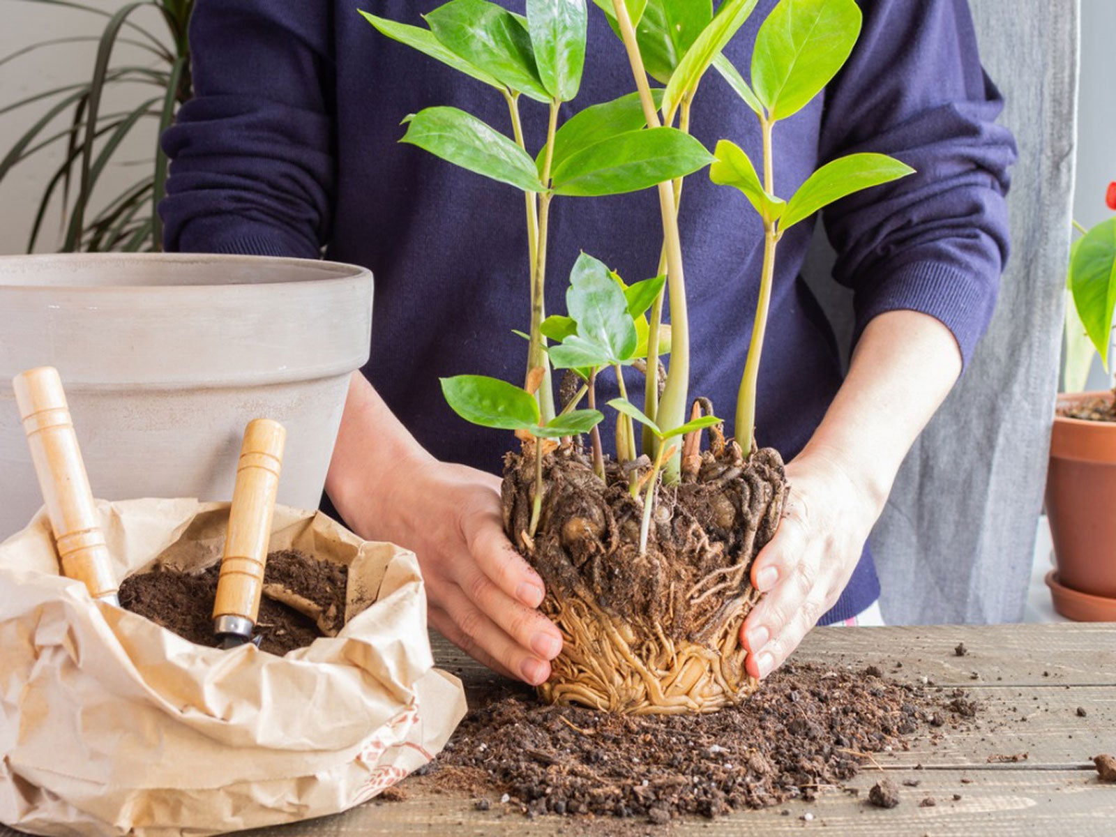 Houseplant Repotting - Tips For Repotting Houseplants