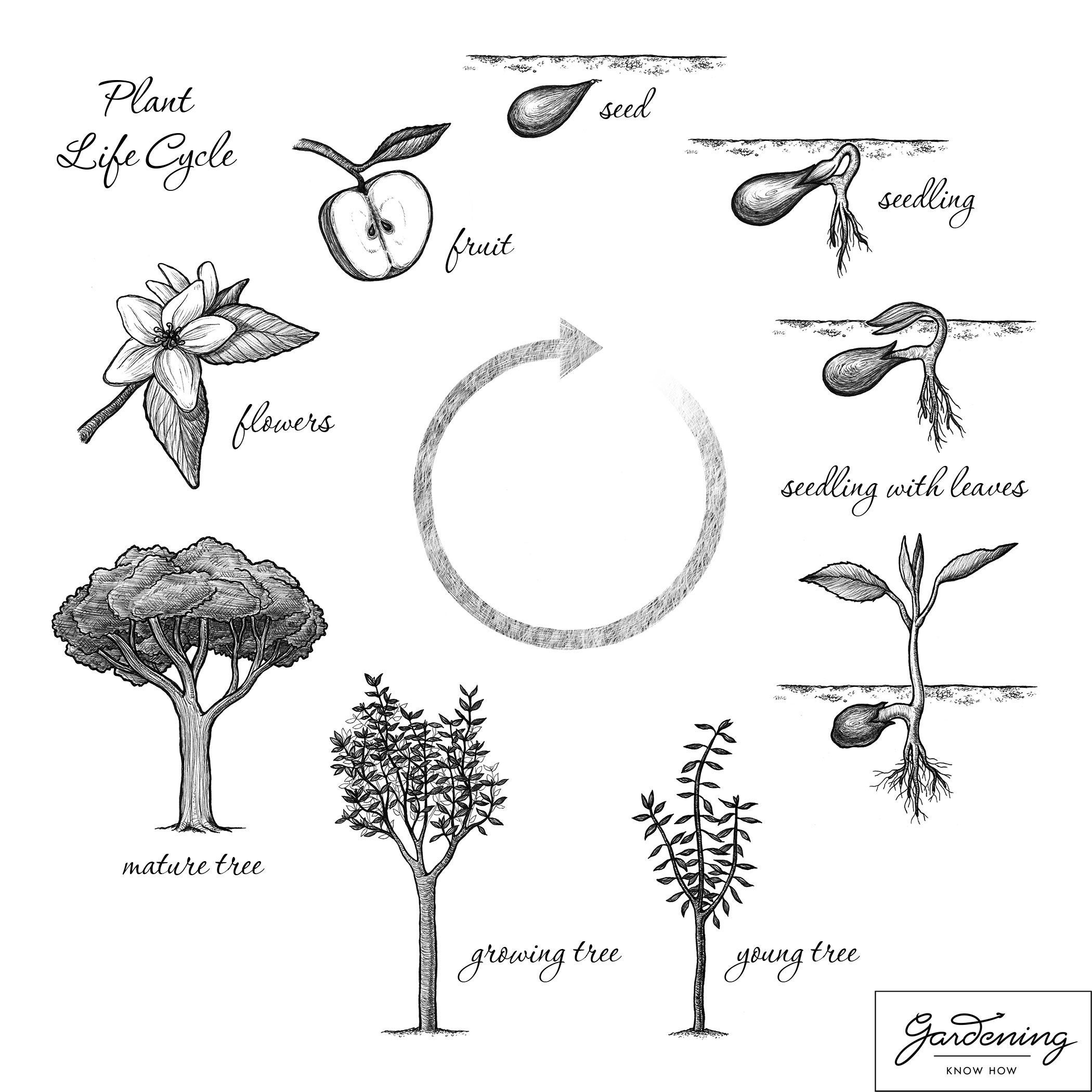 Basic Plant Life Cycle And The Life Cycle Of A Flowering Plant Gardening Know How